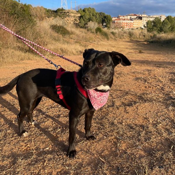 1dbed006-9ac4-4526-b869-daaf96ec7e02