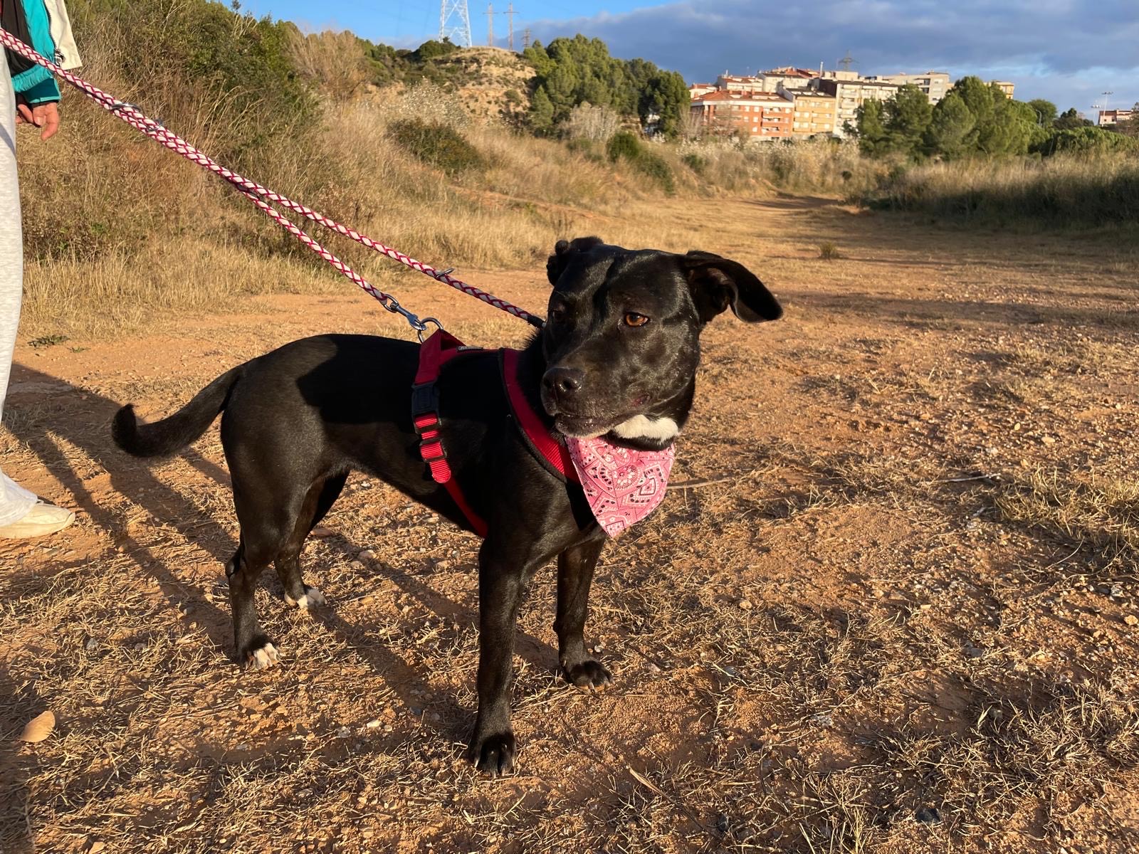 1dbed006-9ac4-4526-b869-daaf96ec7e02