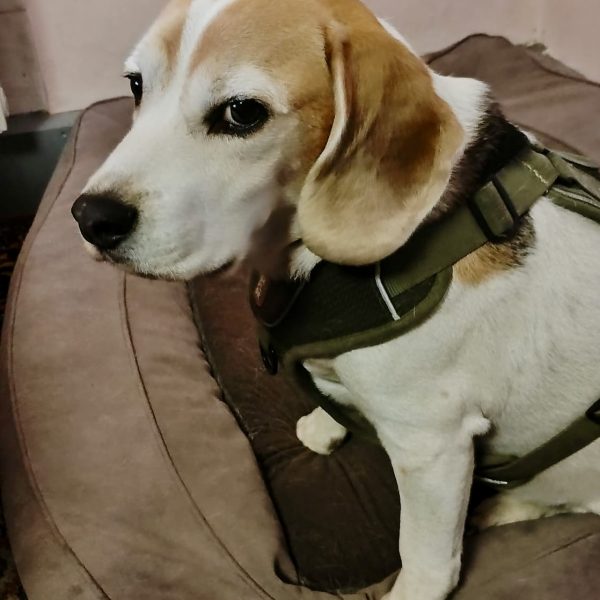 522e0e52-b776-4520-ab2f-8d41a7f716ef