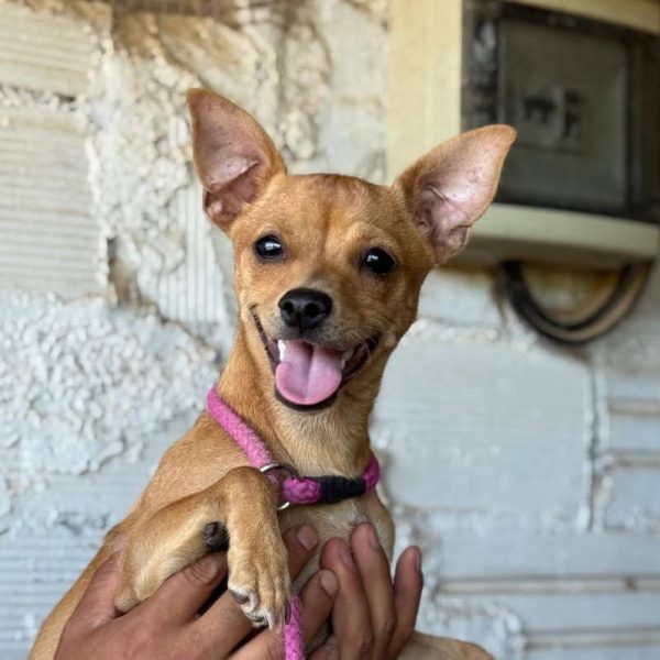 WhatsApp Image 2025-07-14 at 21.37.18_Original