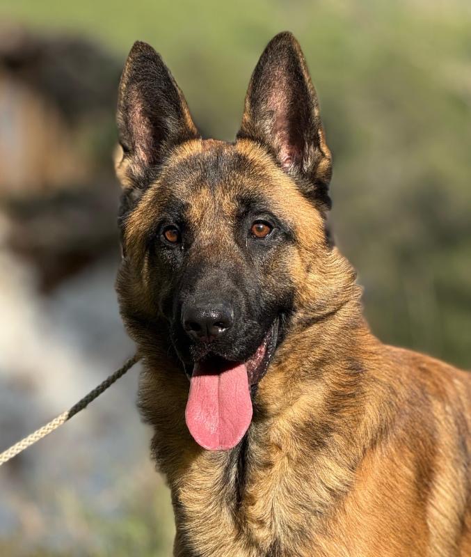 69b86b79-d1b0-4d5e-8019-4a3dbd669bbd_Original