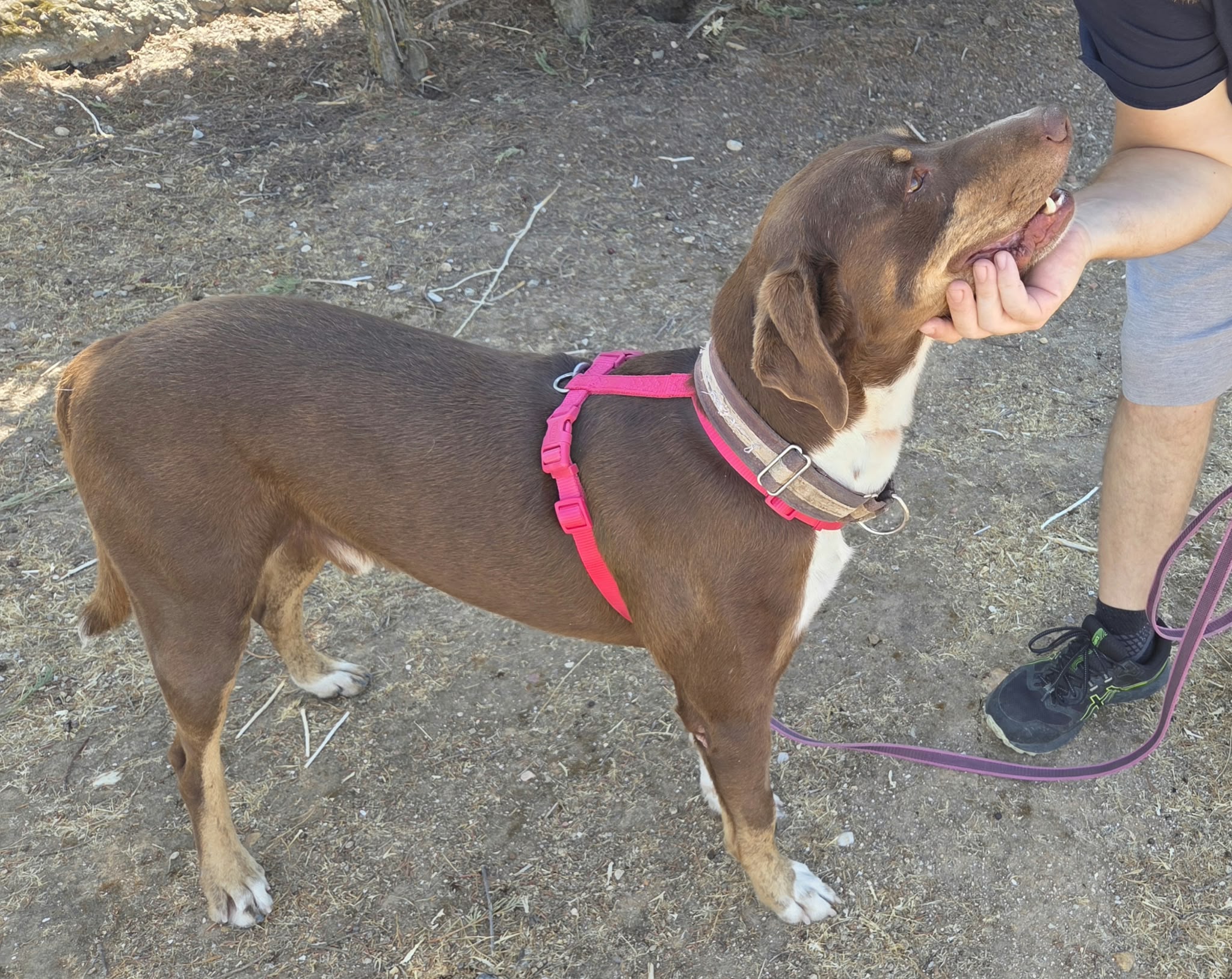 TINKER BIMBA B26.220 2026-08-23 Procesada 0